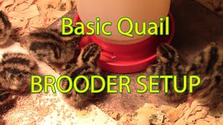 New hatch amp brooder set up for coturnix quail [upl. by Locklin712]