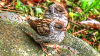 Chipping Sparrow Babies Leave The Nest [upl. by Lynea]