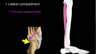 Master The Different Lunge Variations [upl. by Richia81]