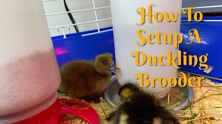 How to Setup a Brooder for Ducklings Baby Duck Habitat [upl. by Aisined]