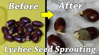 How to grow Lychee plant from seeds  how to grow lychee from seed [upl. by Milla]