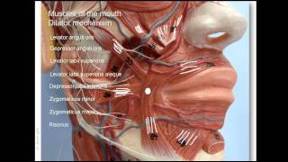 What Product Do I Use For The Depressor Angularis Oris DAO [upl. by Tybie]