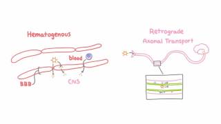 Introduction to Viral Meningitis Encephalitis and Meningoencephalitis [upl. by Yllim]