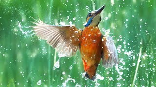 How I Photograph DIVING Kingfishers  Wildlife Photography Vlog [upl. by Glennon]