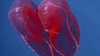 Bloodybelly Comb Jelly [upl. by Annabela899]