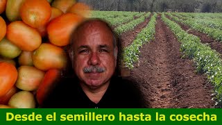 Como sembrar un cultivo de tomate [upl. by Luapnaes750]