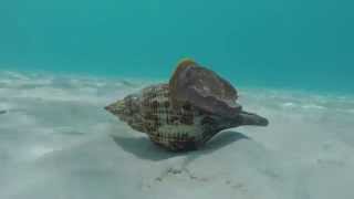 Giant Atlantic Sea Snail [upl. by Slinkman]