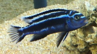 Malawi  Labidochromis Caeruleus amp Melanochromis Maingano [upl. by Sible]