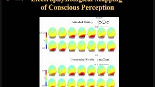 EEG Frequency Analysis  AcqKnowledge Demonstration [upl. by Annaear592]