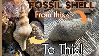 Fossil Shell Polishing Tutorial [upl. by Swayne375]