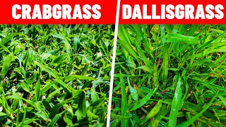 How to Kill Crabgrass and Dallisgrass in the Lawn [upl. by Michaele]