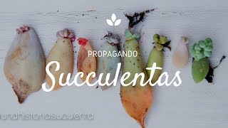 Como Propagar Suculentas por hoja paso a paso  How to propagate succulents step by step CC English [upl. by Haikan462]