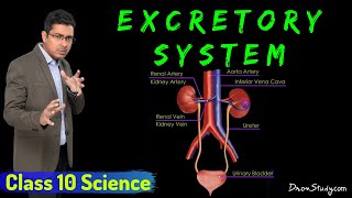 Excretory System  Life Processes 2  Class 10 Science Biology  Toppr Study [upl. by Herta275]