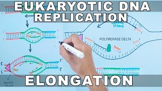 DNA Replication in Eukaryotes  Elongation [upl. by Sternlight820]