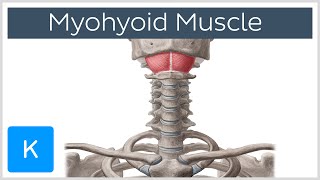 Mylohyoid Muscle  Attachments amp Function  Human Anatomy  Kenhub [upl. by Eide]