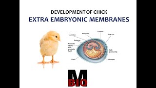 EXTRA EMBRYONIC MEMBRANES IN CHICK [upl. by Yknarf293]