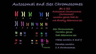 Reading Karyotypes [upl. by Alinna]