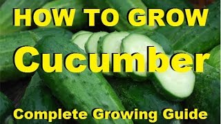 How to Grow Cucumbers  Complete Growing Guide [upl. by Sacrod]