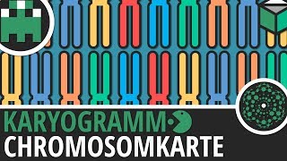 Chromosomenkarte Karyogramm einfach erklärt│Biologie Lernvideo Learning Level Up [upl. by Christine443]