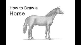 How to Draw a Horse [upl. by Nrubliw304]