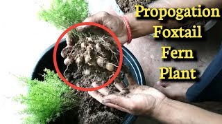 Foxtail Fern plant  How to grow Foxtail Fern plant [upl. by Baillie]