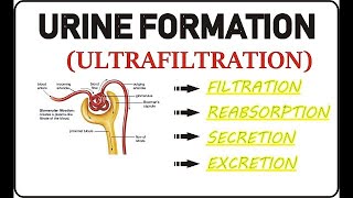 PROCESS OF URINE FORMATION  Grade 11 life sciences  ThunderEDUC  MSAIDI [upl. by Ezalb]