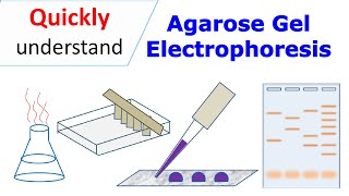 Agarose gel electrophoresis [upl. by Habeh]