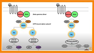 Signal Transduction Pathways GProtein Receptor Tyrosine Kinase cGMP [upl. by Calvert]