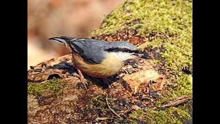 Birdwatching in Kent with the RSPB Thanet local group [upl. by Violeta969]