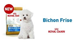 The Bichon Frise  Royal Canin Breed Health Nutrition [upl. by Curtis692]