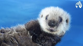 Cutest Sea Otter Pup  Meet Hardy  Vancouver Aquarium [upl. by Nata]