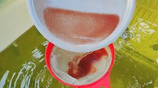 How to culture daphnia  Daphnia culture  How to grow daphnia outdoor [upl. by Maharva]