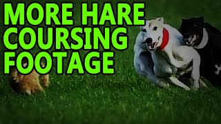 Hare Coursing More Footage  Working Lurchers [upl. by Arayc83]