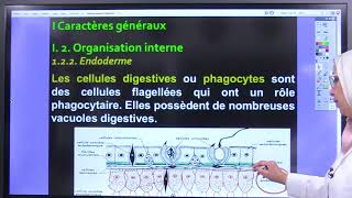 4Biologie des Org Animaux Embranchement des Cnidaires [upl. by Nitsrik]