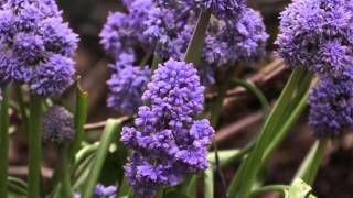 Muscari armeniacum  Traubenhyazinthe Grape Hyacinth [upl. by Aroz]