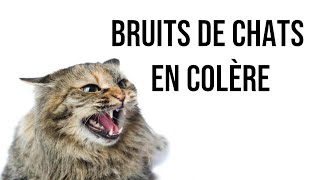 Bruits de chats en colère [upl. by Aiahc]