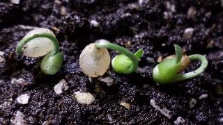 How to grow haemanthus albiflos from seeds [upl. by Nnylatsyrk443]