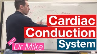 Cardiac Conduction System  Cardiology [upl. by Irrac349]