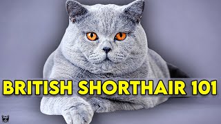 British Shorthair Cat 101  Learn EVERYTHING About Them [upl. by Ystap]