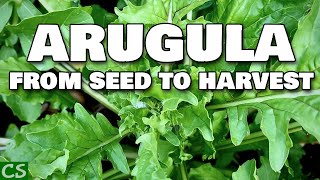 Growing Arugula From Seed to Harvest [upl. by Avaria]