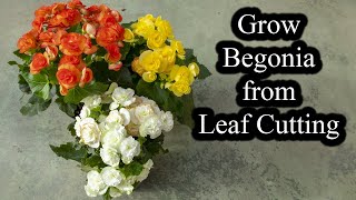 How to Grow Begonias from Leaf Cutting  Full Guide [upl. by Roxane449]