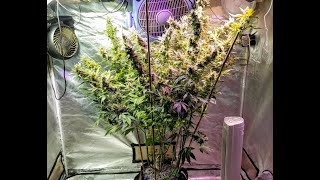 Huge Autoflower Update Northern Light X Big Bud [upl. by Adnahsal]