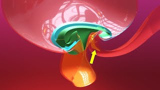 Allantois formation  Embryonic folding 3D overview  Animated Embryology  3rd Week [upl. by Atnahc301]