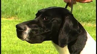 Pointer  AKC Dog Breed Series [upl. by Salis]