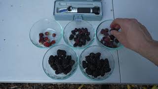 Comparing Blackberries Loganberries Tayberries and Marionberries [upl. by Rodi]