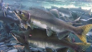 Fishing in Alaska Part 2  Ship Creek Fly Fishing for Char Pink Salmon in Whittier [upl. by Nivanod]