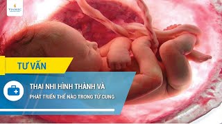 Thai nhi thành hình và phát triển thế nào trong tử cung [upl. by Soisatsana449]