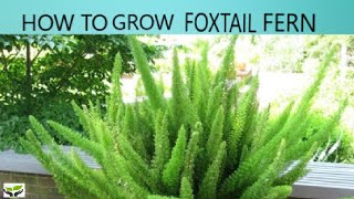 How to grow Foxtail Fern Plants are vital [upl. by Sorcha134]