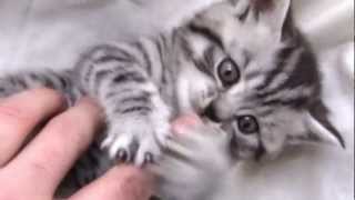 British Shorthair Silver Tabby [upl. by Llebana]