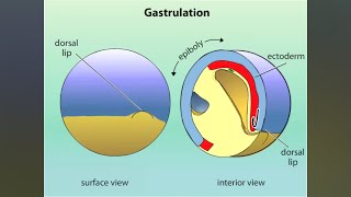 GASTRULATION OF AMPHIBIANS ANIMATED  NEET BSc MSc NET SET RPSC AP amp OTHER COMPETITIVE EXAMS [upl. by Eibor]